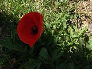 IMG-20160521-WA0026