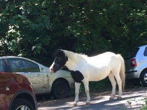 IMG-20160522-WA0030
